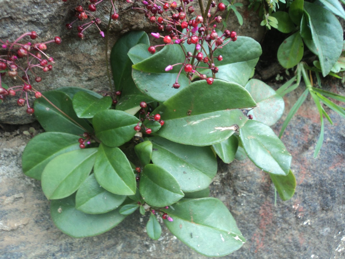 Portulacaceae